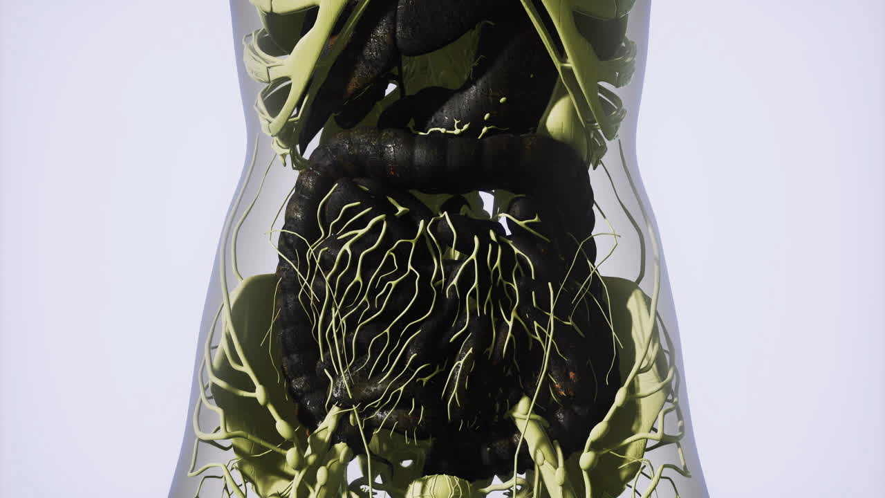 Detailed view of internal organs showing digestive system and nerves