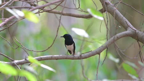 Orientalisches-Elster-Rotkehlchen-Singt-Im-Wald