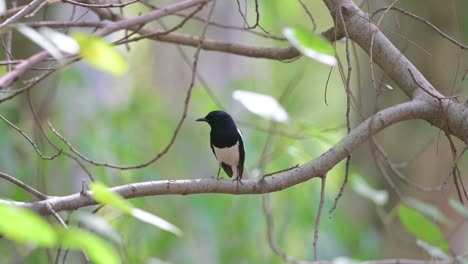 oriental magpie-robin singing in forest