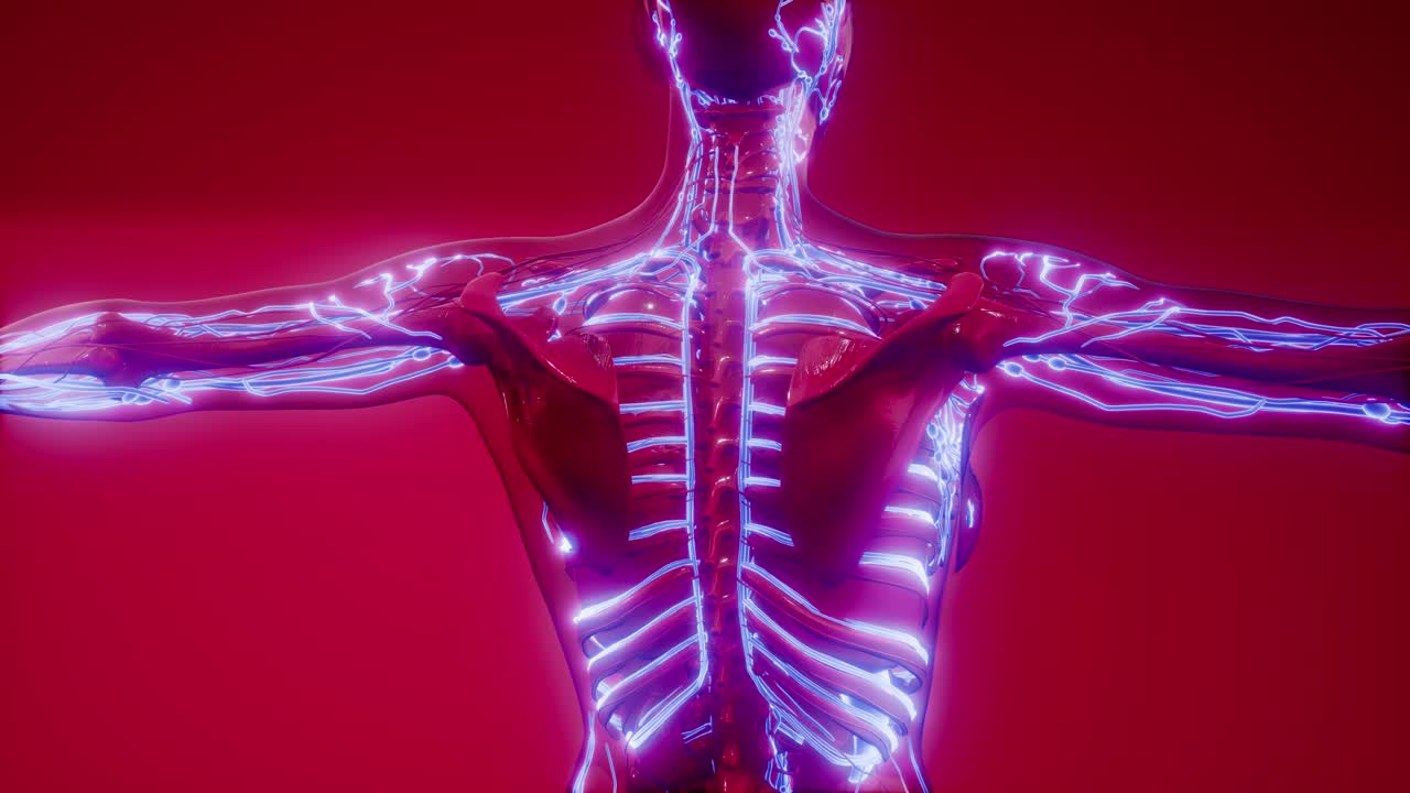 кровеносные сосуды человеческого тела