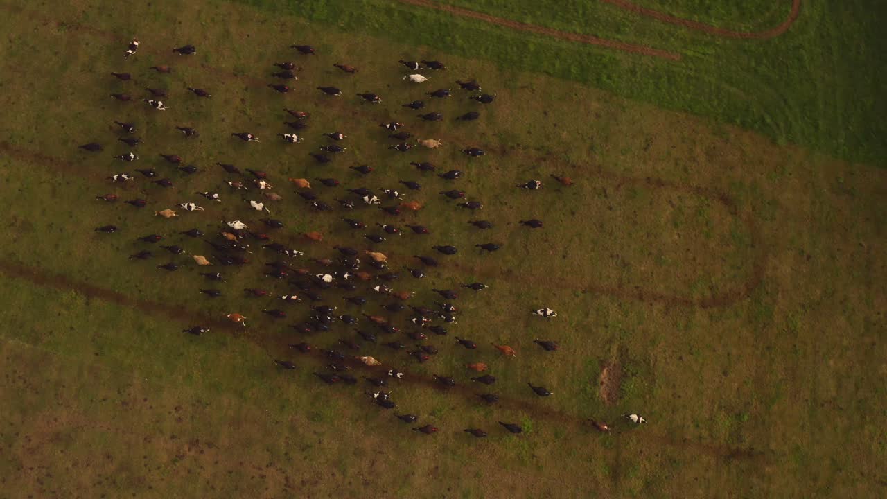 저조도 해질녘에 푸른 목초지에서 움직이는 가축 떼, 위에서 아래로