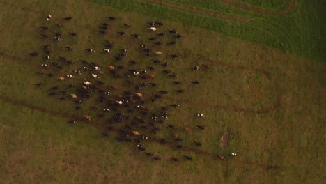 Herd-of-domestic-cows-moving-on-green-pasture-during-low-light-nightfall,-top-down