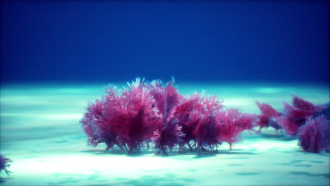 purple and pink soft corals and red sponges