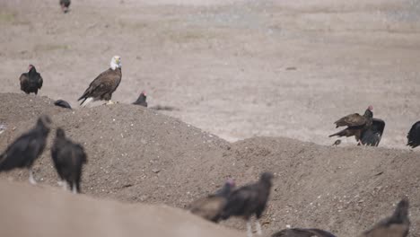 bald eagle among vultures