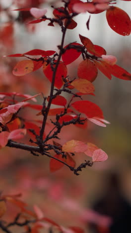 primer plano de vibrantes flores rojas de otoño con un fondo borroso con árboles que capturan la esencia del follaje de otoño con colores cálidos y enfoque suave y borroso dos figuras negras caminando