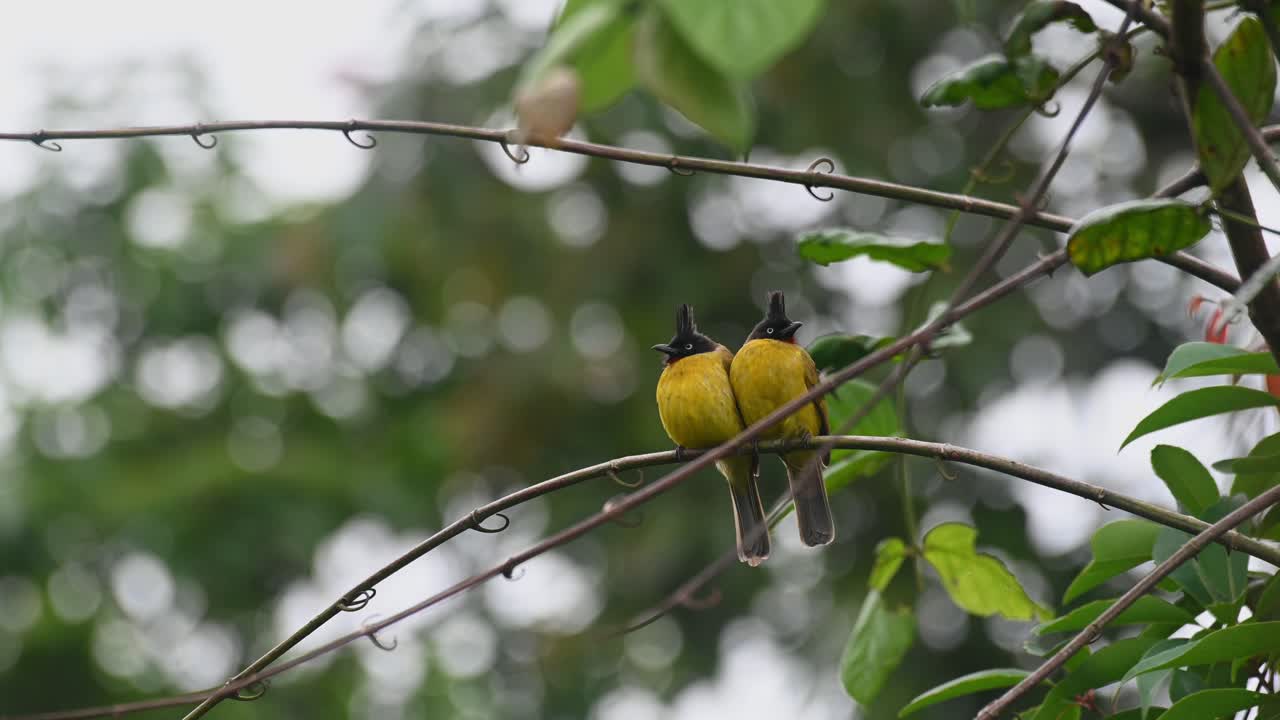 dos individuos disfrutando de la percha juntos mientras miran a su alrededor en direcciones opuestas durante una tarde ventosa, bulbul rubigula flaviventris de cresta negra, tailandia