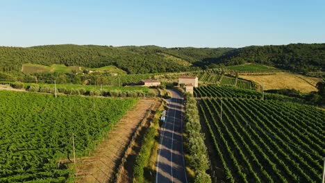 winding country road through vibrant vineyards in tuscany during golden sunset
