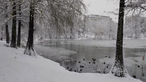 Patos,-Gaviotas-Y-Palomas-Buscando-Comida-En-Un-Día-Nevado