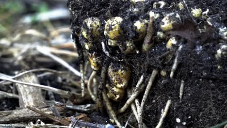 cool close-up de un montículo de tierra con jengibre recién cosechado atrapado dentro de la cosecha de jengibre de temporada revelando la generosidad de la naturaleza