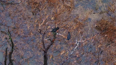 A cormorant perches on a dead tree while another defecates in the marsh, drone