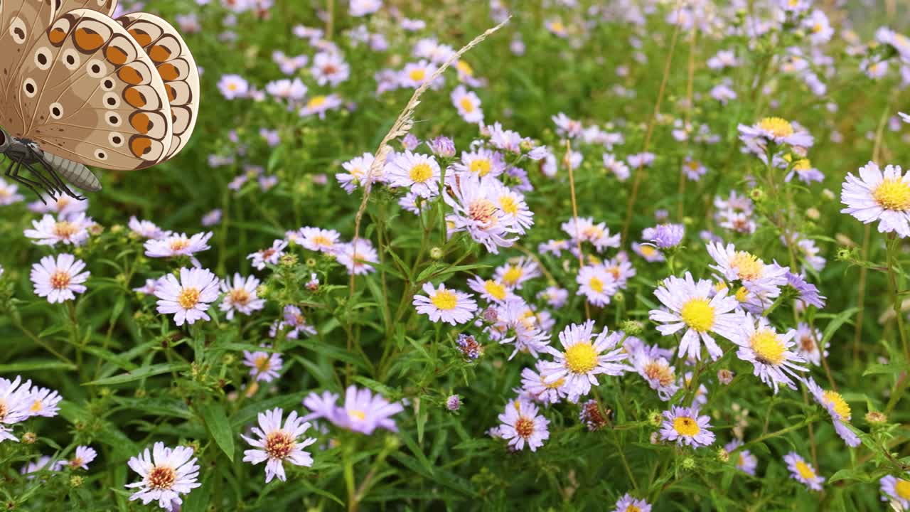 A butterfly gracefully flutters over vibrant wildflowers, showcasing delicate movement and natural beauty in a serene meadow setting