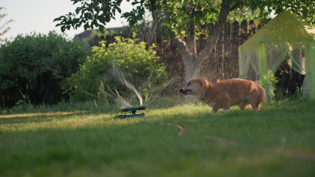 Canine Loves Water, Vibrant Scene With Corgi Interacting With Sprinklers And Garden Water, Lively Garden Environment Where Cheerful Corgi Investigates Playful Water Sprays And Flowing Streams