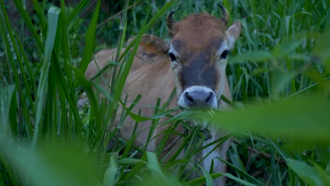 paisaje en cámara lenta primer plano de una vaca en el bosque comiendo cañas hojas de plantas en la naturaleza ganadería industria agrícola ella sri lanka asia