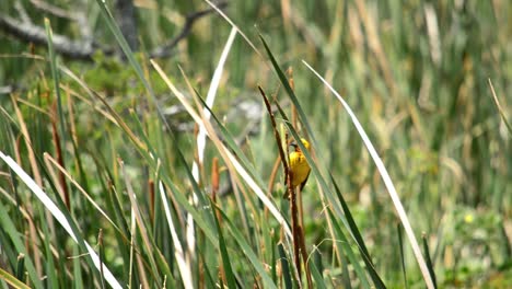 yellow weaver bird flying off from a reed in a dam