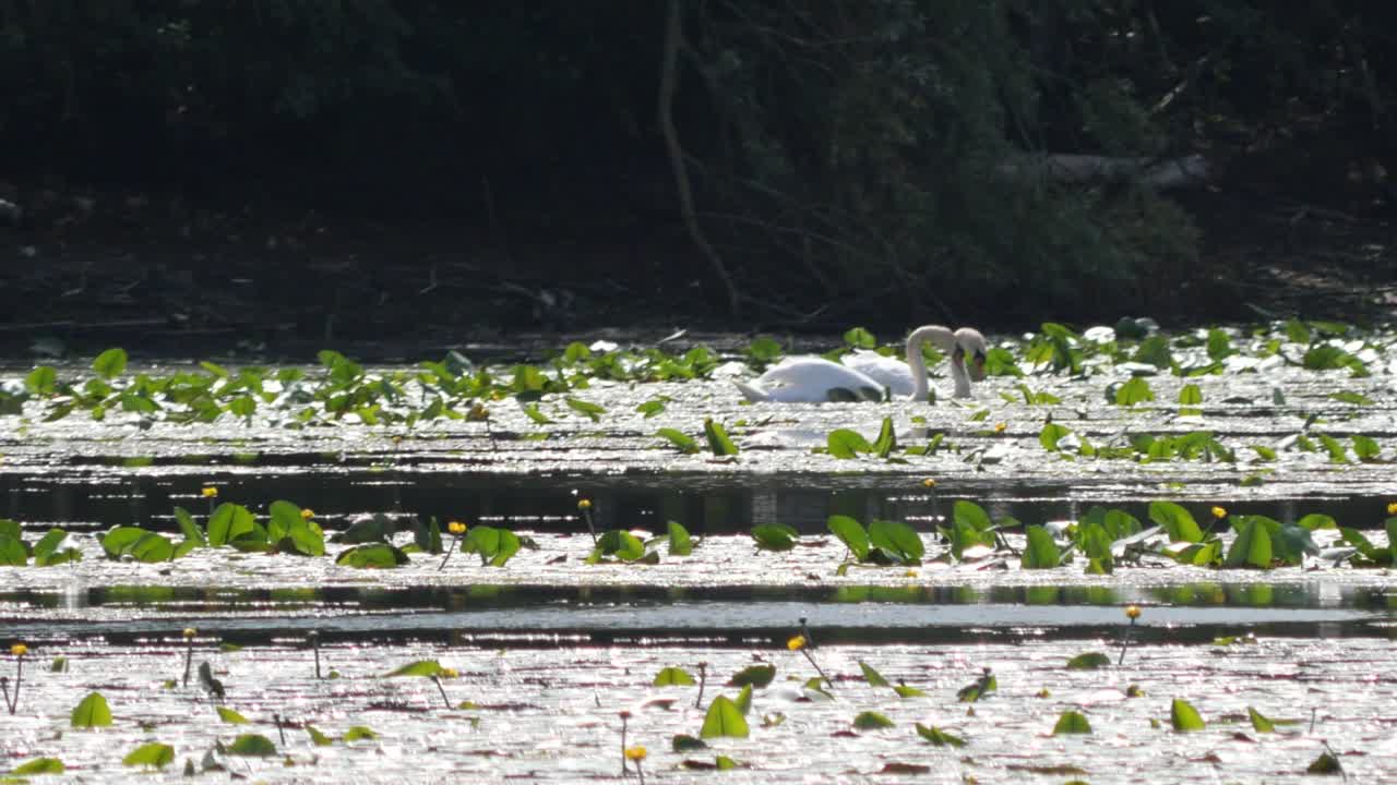 라인 강의 측면 팔에 있는 수련 사이에서 수영하는 두 개의 하얀 백조