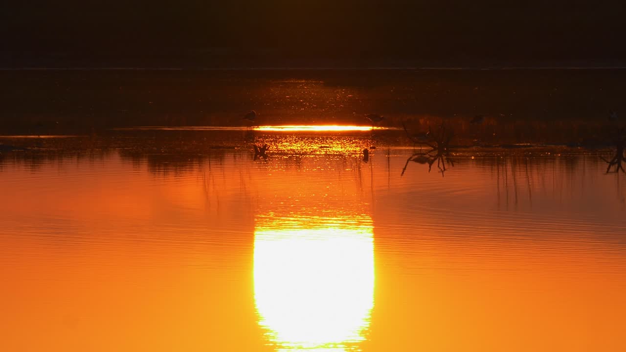배경에 죽마새가 있는 고요한 연못에 오렌지색 일몰이 반사됨