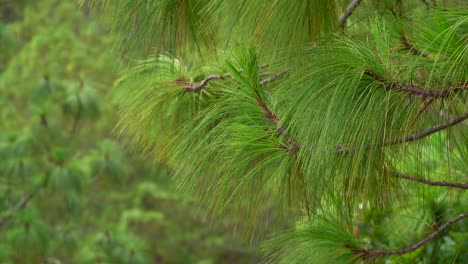 panning shot of rainy forest