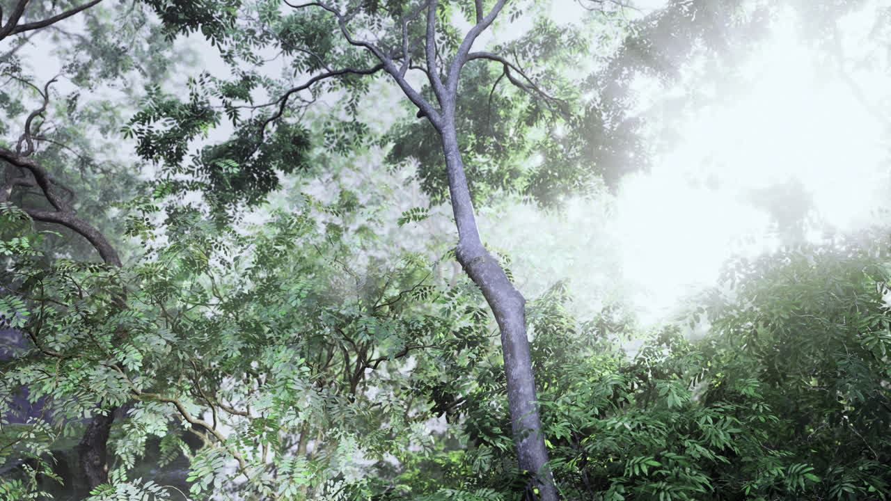 Bright sunlight filtering through lush green trees in a serene forest