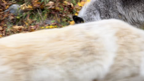 close-up of a rocky mountain gray wolf sniffing at the ground in search of food