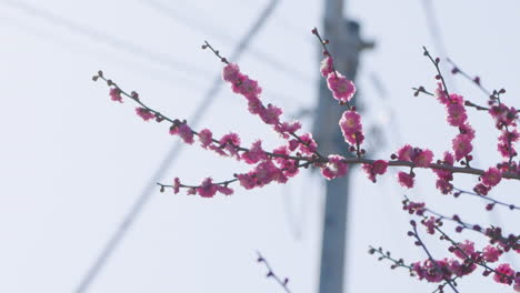 blossoming pink plum flowers in bokeh background during sunny day in tokyo, japan