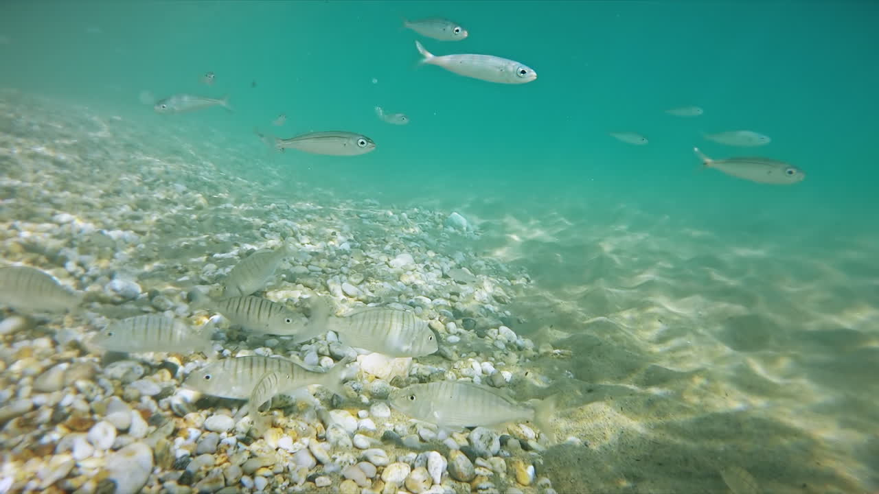Swimming fishes on the bottom of the Aegean sea visible through the blue water, refraction of light. Greece