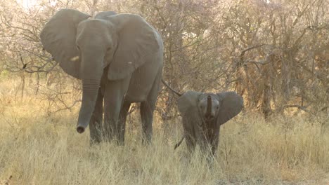 elephant cow eating grass while brave baby waves trunk at camera in khwai, botswana