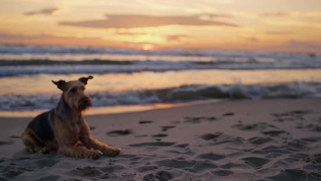 dog at the beach during sunset