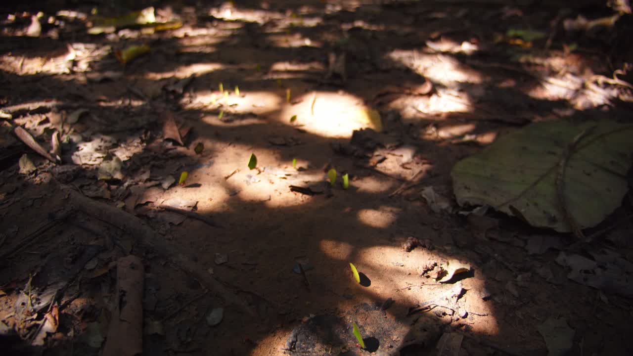 Tiny leafcutter ants navigate the jungle floor, balancing leaf pieces as they return to their colony.