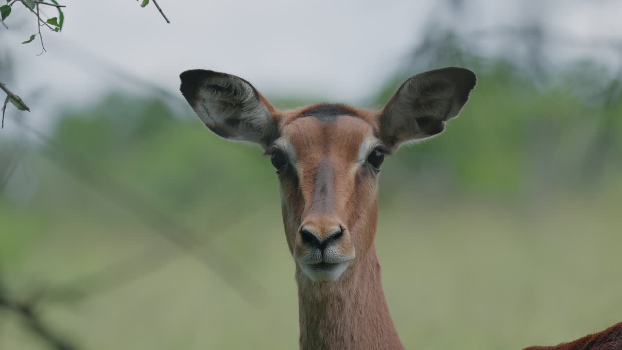 El retrato del impala