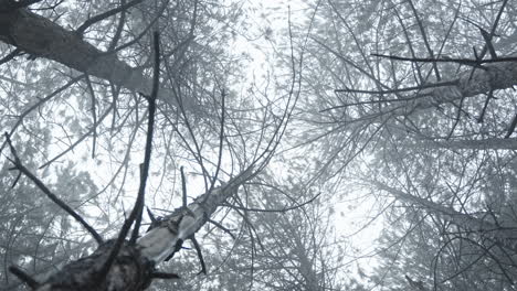 looking up at tall trees in a foggy forest, creating a mysterious and serene atmosphere