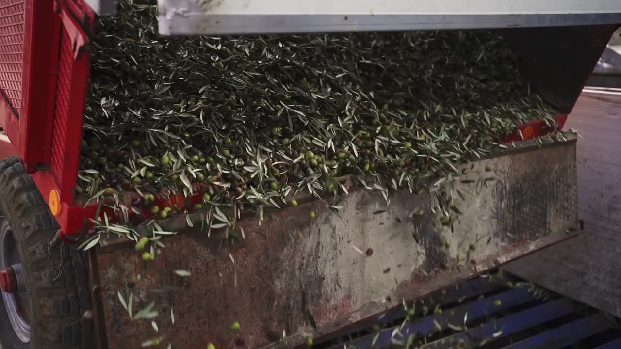 Close up olives with leaves traveling on industrial conveyor