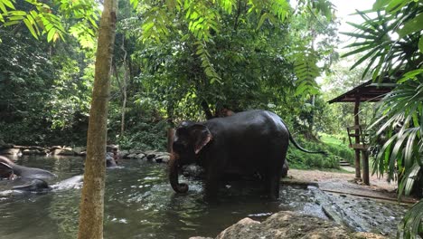 un elefante disfruta de un refrescante baño en un río sereno.