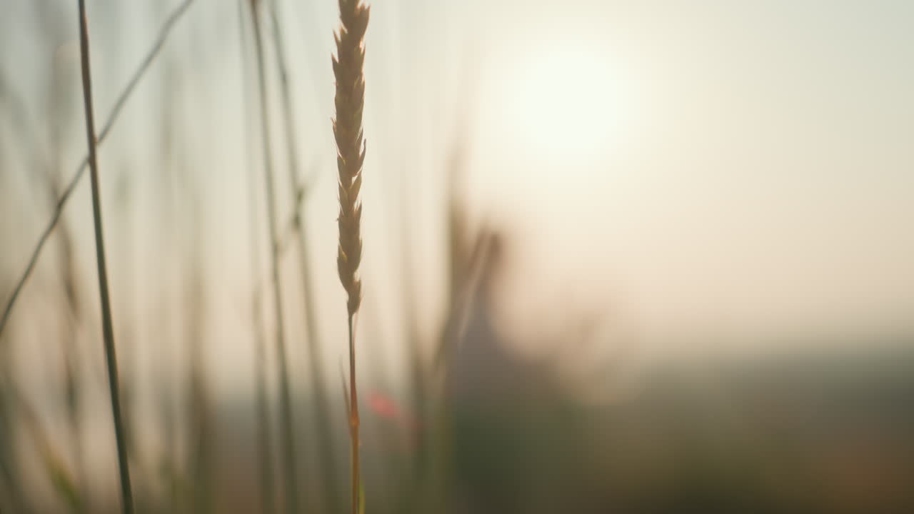 Close up of wild grain stalks swaying gently in foreground with blurred silhouette of woman in soft focus background against warm glowing sunset sky