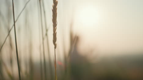 close up of wild grain stalks swaying gently in foreground with blurred silhouette of woman in soft focus background against warm glowing sunset sky