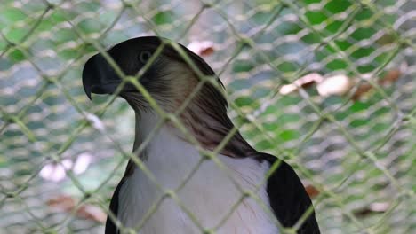 Ein-Einzeltier-In-Einem-Gehege-In-Mindanao,-Philippine-Eagle-Pithecophaga-Jefferyi,-Philippinen