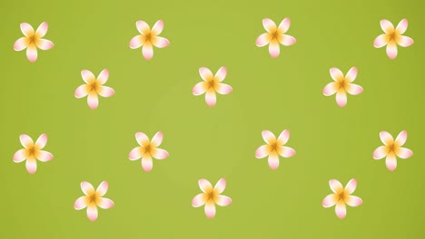 animation of pink flowers spinning on green background