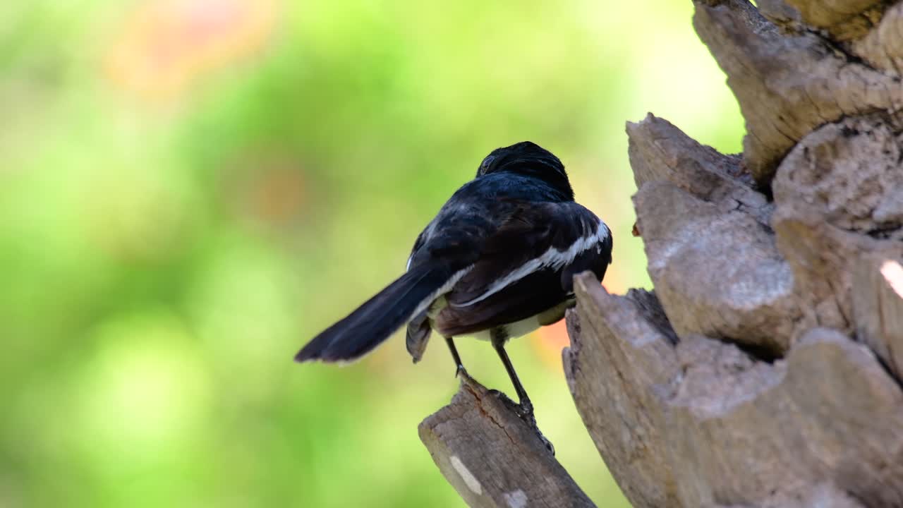 восточная сорока-рябинник - очень распространенная воробьиная птица в таиланде, которую можно увидеть в любом месте