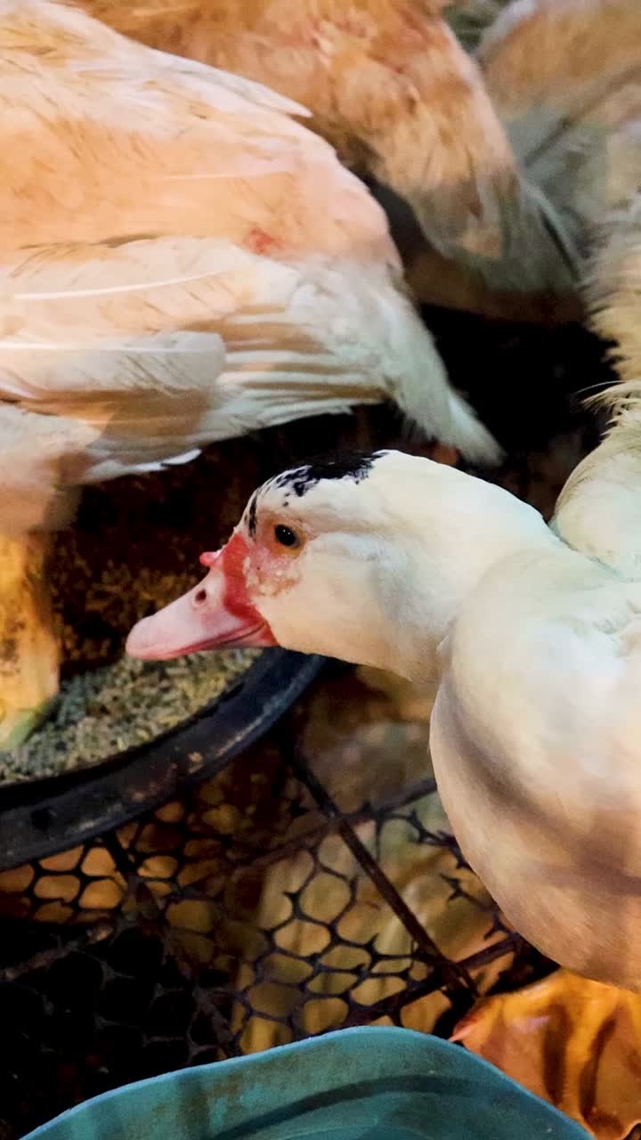 오리 한 마리가 동굴에 혀 먹이를 먹는다.