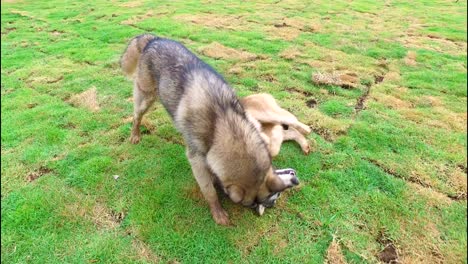 dog playing on grassland