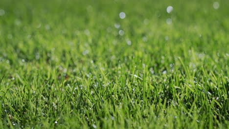 gotas de rocío condensadas en la hierba verde. concepto de frescura y pureza. disparo deslizante