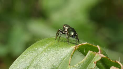 foto macro de una pequeña araña saltadora caminando sobre una licencia verde en cámara lenta