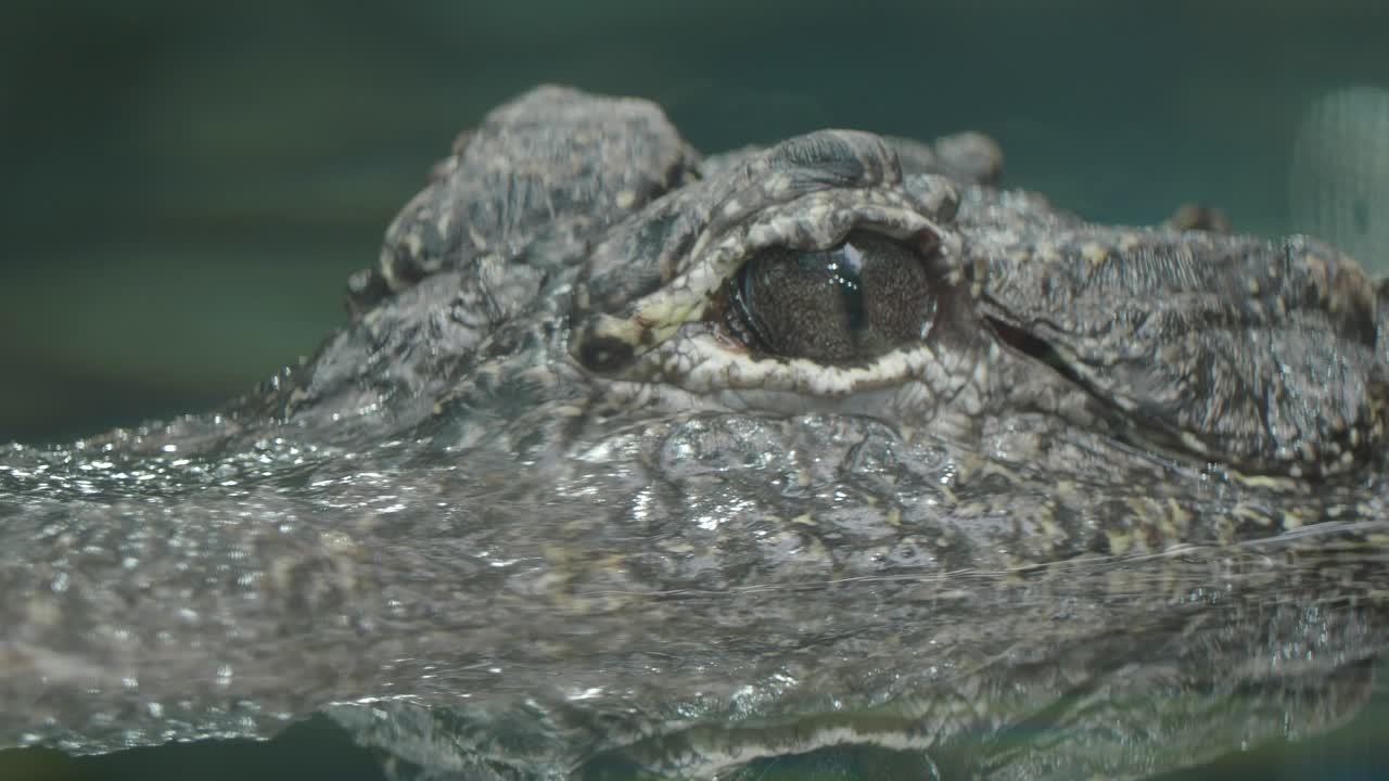 Alligator in Water