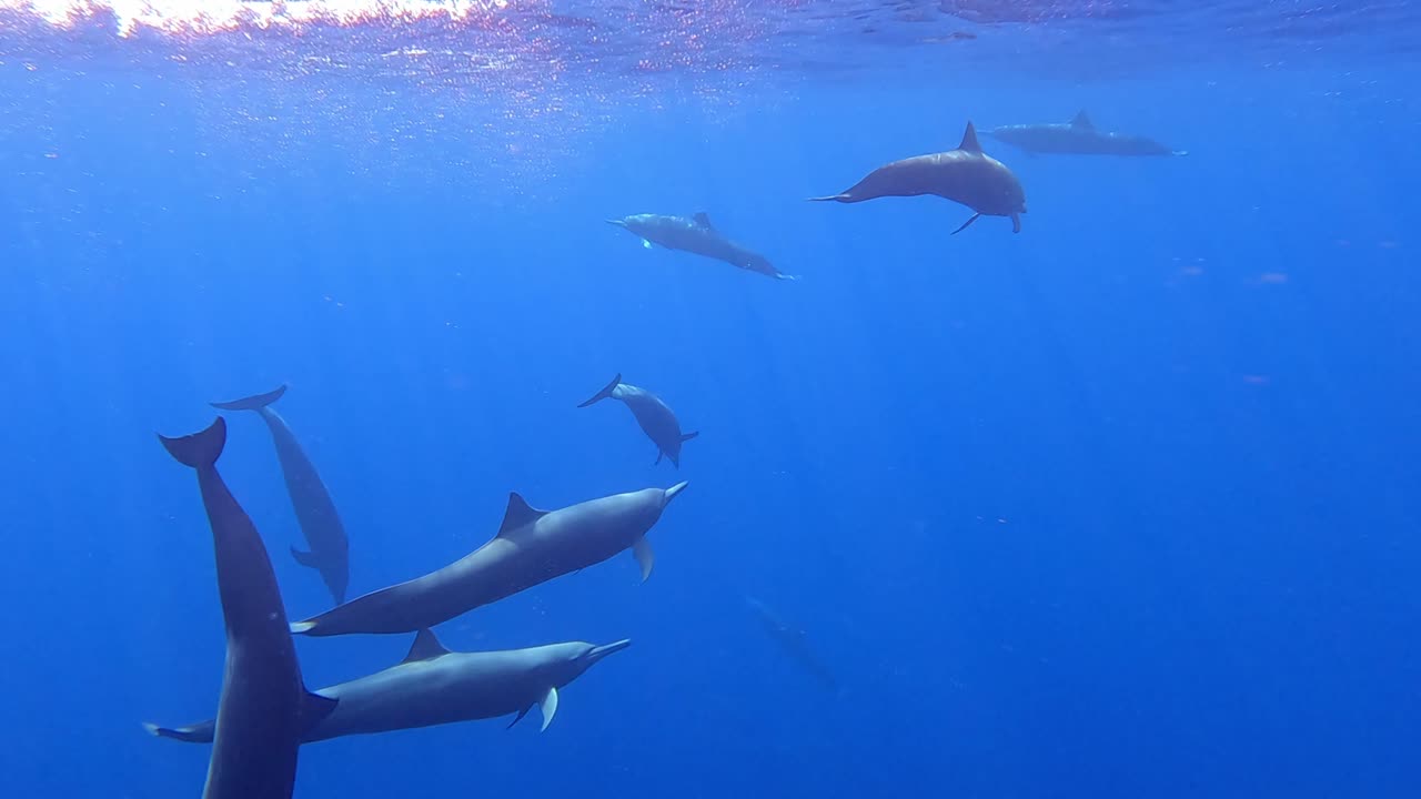 grupo de delfines giradores bajo el agua, océano pacífico, mazunte, oaxaca, méxico