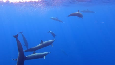 group of spinner dolphins underwater, pacific ocean, mazunte, oaxaca, mexico