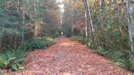 por un camino de hojas en el otoño