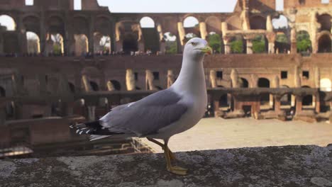 gaviota caminando sobre la pared del coliseo