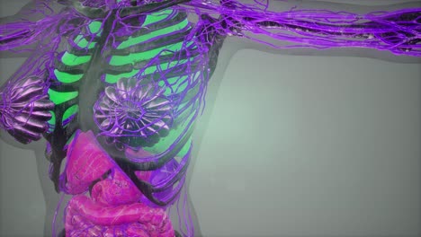 exploración de tomografía anatómica del cuerpo humano