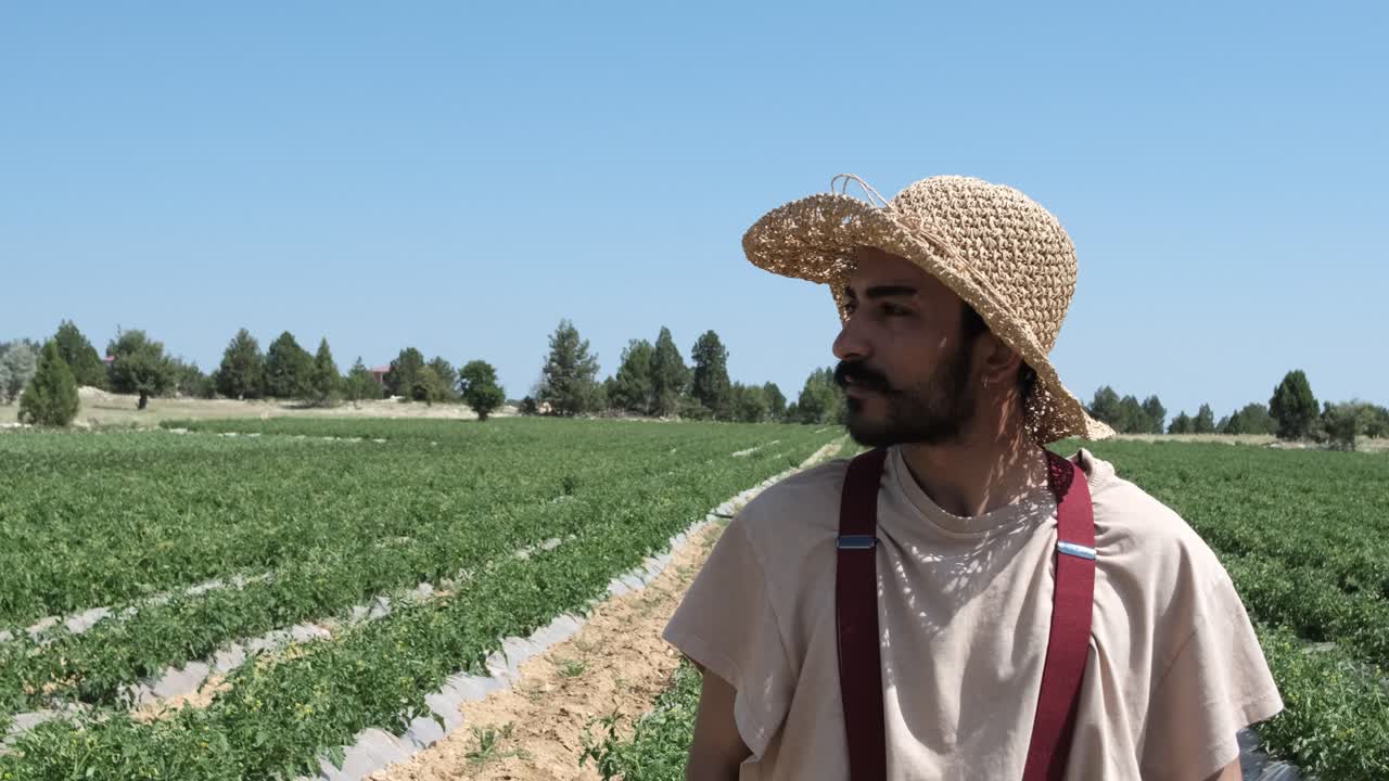 un granjero en el campo del tomate.