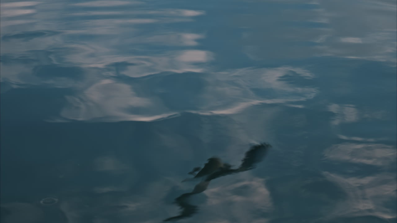 The reflection of a seagull flying above the sea