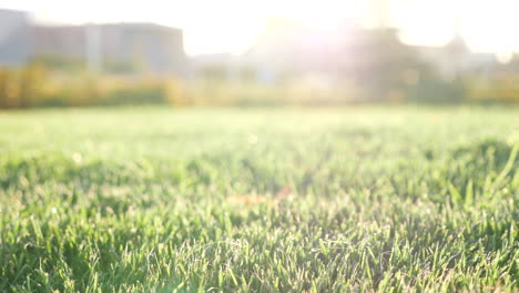 green grass field at sunrise/sunset